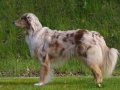 peachi