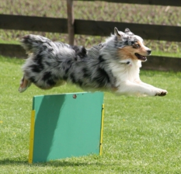 MurphyPed